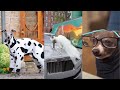AWW SO Funny Dog Videos ?? - Funniest DOGS IN COSTUMES Try not to Laugh #16