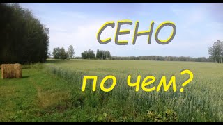 Сколько стоит сено? Сравниваю луговое сено и донник #5