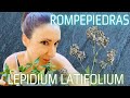 ¿Cálculos renales o calcificaciones? Planta ROMPEPIEDRAS. (Lepidium latifolium).