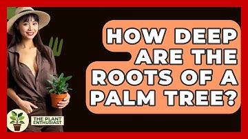 How Deep Are The Roots Of A Palm Tree? - The Plant Enthusiast