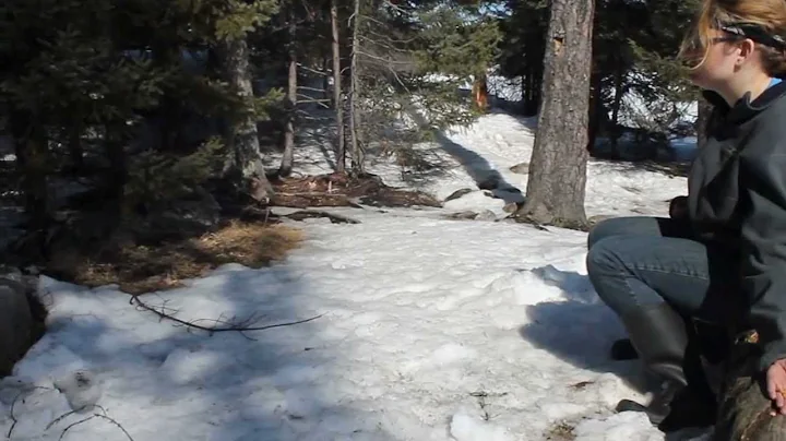 Grey Jay eats out of hand