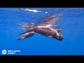 Tenerife whale watching tour- Pilot whales mom and baby