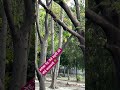धरती की गोद में खड़ा एक अनमोल पेड़#my #daily #reels #nature #green #viral