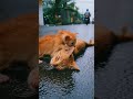Kasian banget cing ‼️❤️🥺 #shortsfeed #sorabeats #cat #videoshort #animals