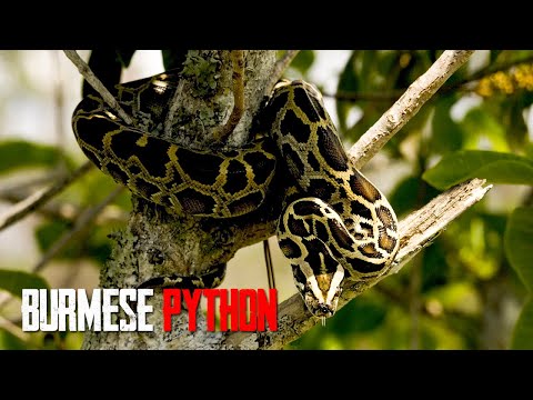 The Burmese Python - Facts about Burmese Python - Learn more about Burmese Python.