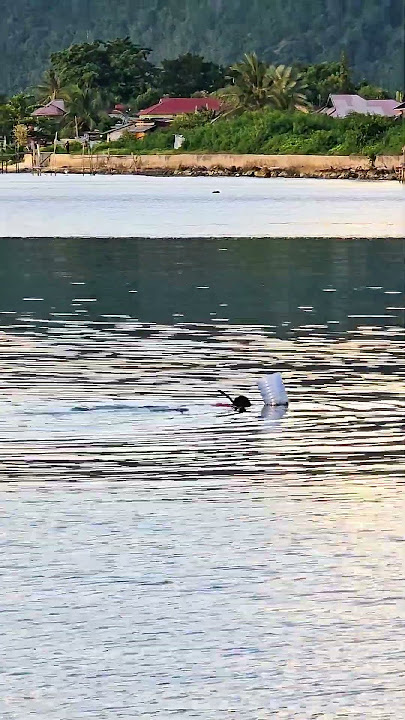 Dermaga Pelabuhan #berenang #videoshort #videoviral #laut #fypシ゚viral #fyp #pelabuhanrakyat