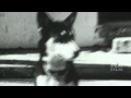This film is a dog  short film excerpt