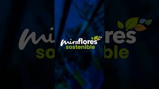 En Miraflores seguimos apostando por un distrito más verde y responsable. 🌱