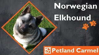 Tail Wagging Wonders: Norwegian Elkhound Breed