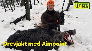 140 kilo vildsvinsgalt skjuten på drevjakt med Aimpoint