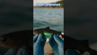 दुनिया की सबसे छोटी शार्क | World’s smallest shark| Dwarf Lanternshark |सबसे छोटी शार्क कौन सी है