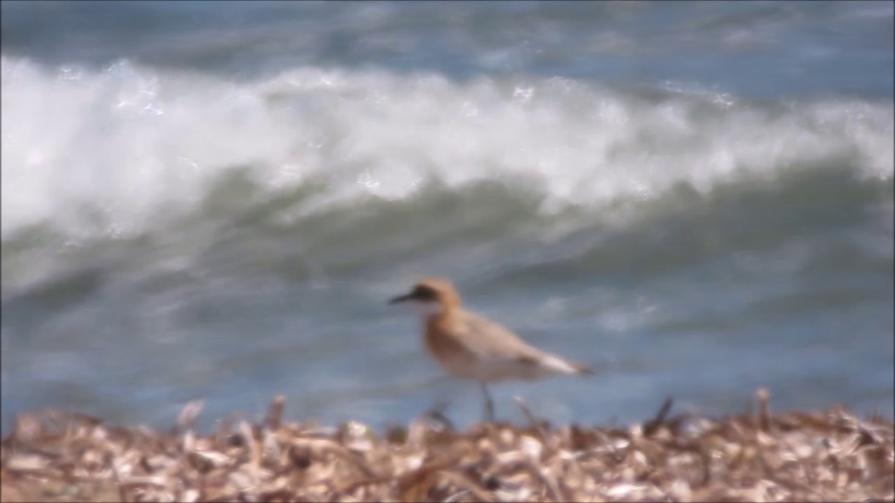 camera iphone 8 plus apk Greater Sand Plover - Cyprus 2018