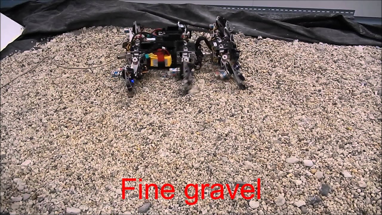 Learning compliance by using the same gait on fine and coarse gravels