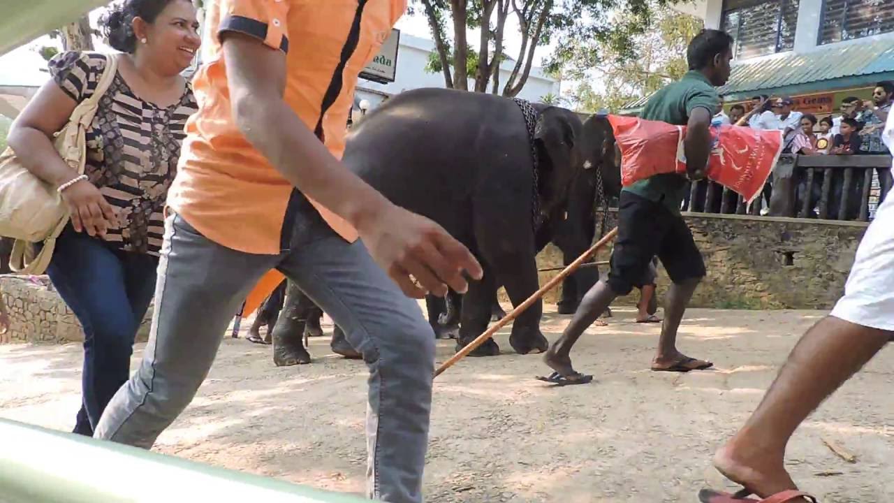 pinnawala elephant orphanage_1