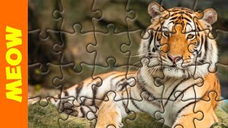 Jigsaw Puzzles | The Tiger screenshot 5