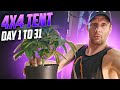 How to fill out a spiderfarmer 4x4 tent with one giant nanaz plant how to top your plant