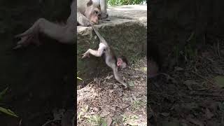 Mummy Hold Baby Monkey Tail Tightly