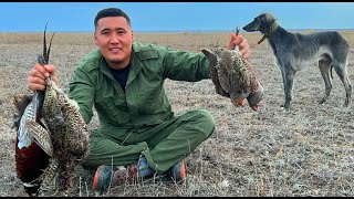 видео: Қырғауылға тазымен аңшылық. Охота на фазана картинка: Қырғауылға тазымен аңшылық. Охота на фазана