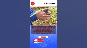 Cận cảnh bắt chuột đồng mùa gặt lúa ở miền Tây #shorts #drm #DRMCHANNEL #new