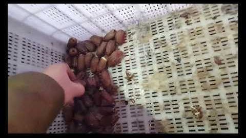 Palm dates sorting machine