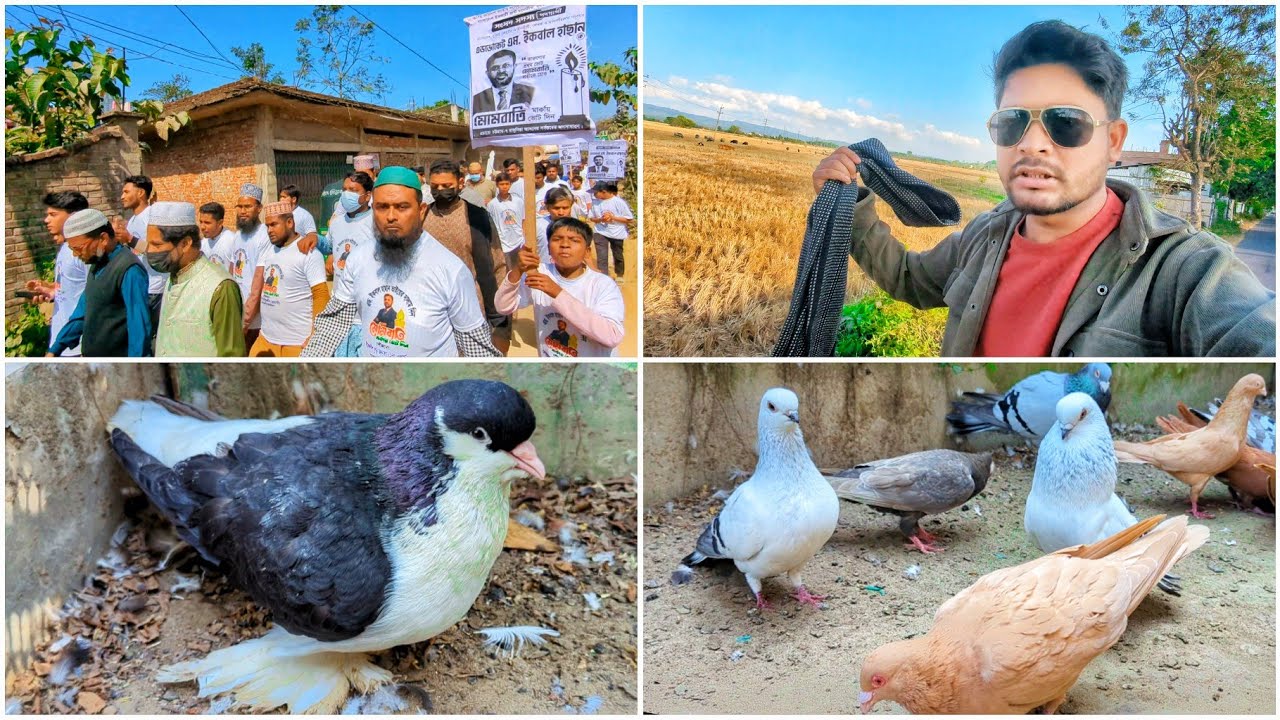 একটি কবুতরকে শেষ করে দিচ্ছি 🫤 কিছু কবুতর জোড়া ভিন্ন করা হবে
