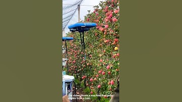 Apple picking machine- Good tools and machinery can increase work efficiency
