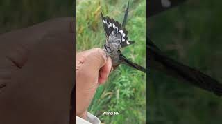 Burungnya Senang Diselamatkan Dari Jaring wandinp wandisp