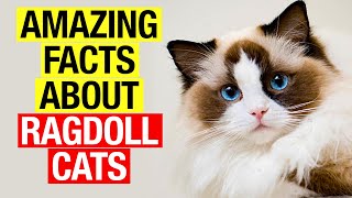 14 Surprising Facts About Ragdoll Cats You Need to Know Before Getting One!