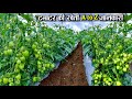 टमाटर की खेती कब और कैसे करें | Tamater ki kheti | The Advance Agriculture