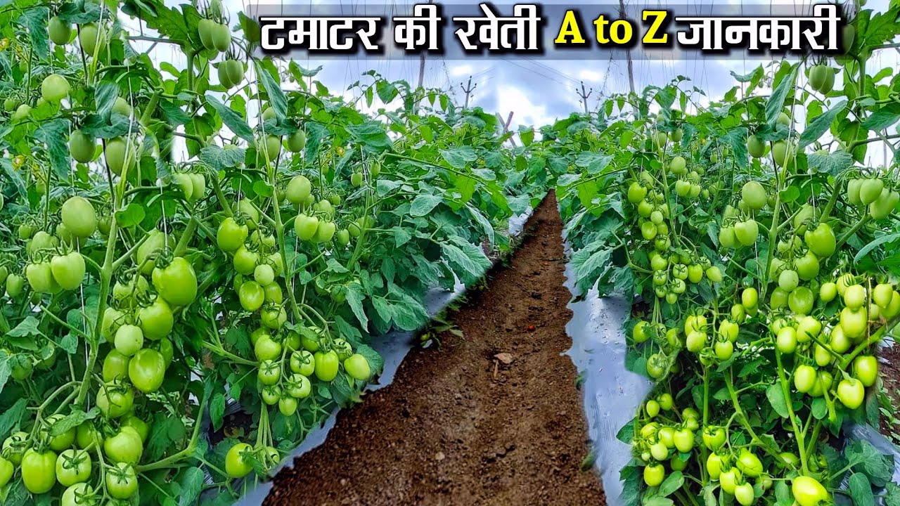टमाटर की खेती कब और कैसे करें | Tamater ki kheti | The Advance Agriculture