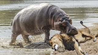 화난 사자와 하마의 전투!! hippo vs lion real fights