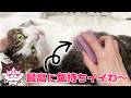 【シリコンブラシ】いろいろ試したけど結局これが一番気持ちいい猫