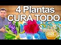 NO ENFERMARÁS NUNCA Con Estas 4 Plantas - 4 Hierbas Poderosas Para Tu Salud