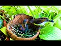 Rescuing a Baby Sunbird | Part - 2 | Ants attacked her nest...