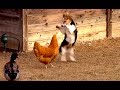 Ozzy Man Reviews: Chook vs Corgi vs Duck