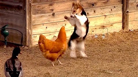 Ozzy Man Reviews: Chook vs Corgi vs Duck
