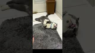 #funnycat #cat #cats #catsofinstagram #catlover #funnycats #catlife #kitten #cutecat