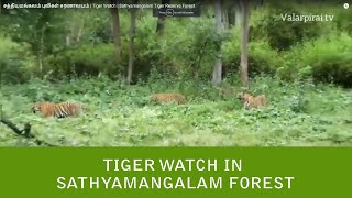 Sathyamangalam Tiger Reserve Safari | Tiger reserve safari in India | Sathyamangalam Forest Safari