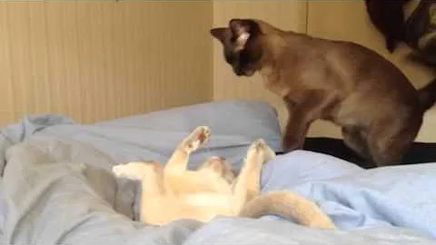 Video 3404961: burmese kitten, burmese cat, lilac burmese, brown burmese, purebred kittens