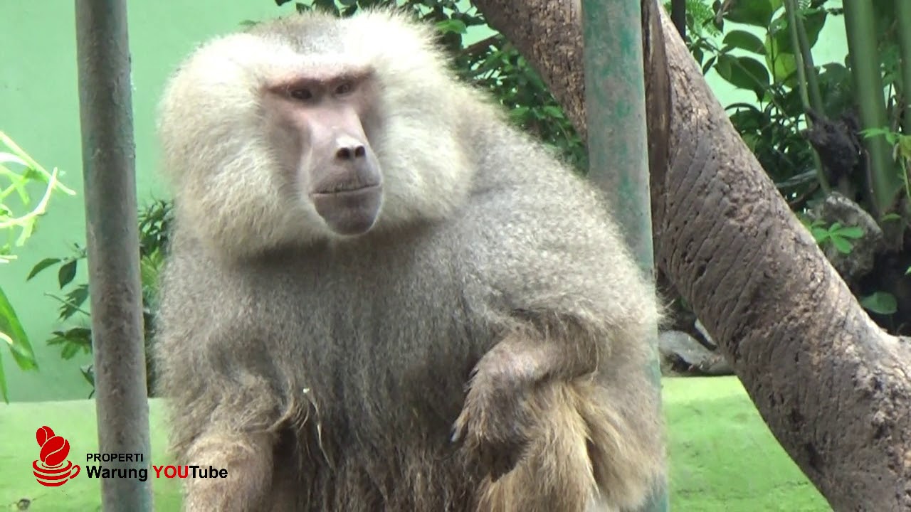 Monyet Babun di Kebun Binatang Surabaya