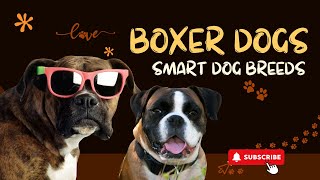 Boxer Dogs: A Surprisingly Smart Breed ✨