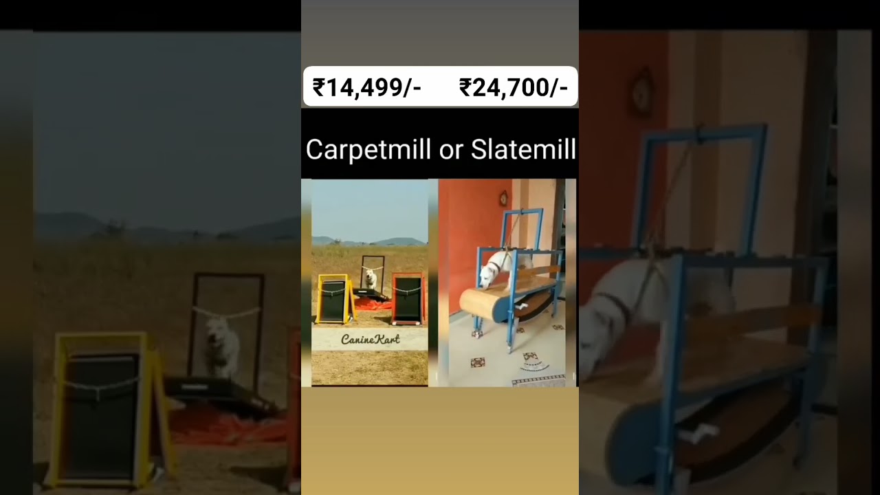 Caninekart Dog Treadmill India 📞9890936491