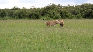 Lioness Teasing A Black Rock Male Lion