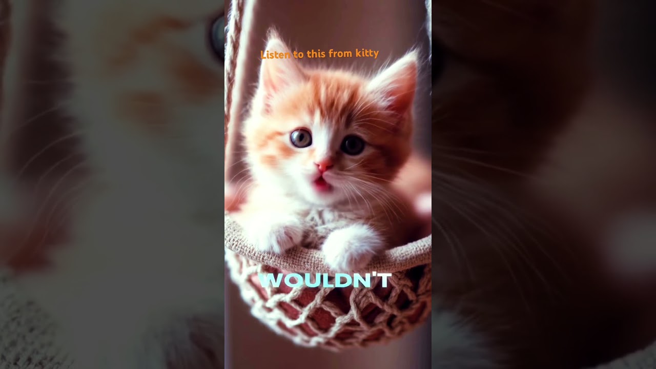 Please subscribe to kitty video so kitty can make more video kitty love you and happy valentine