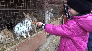ОЧЕНЬ ИНТЕРЕСНОЕ ВИДЕО ДЛЯ ДЕТЕЙ Зоостудия КОВЧЕГ Кормление зверей Милашка Zoo Animals ОЧЕНЬ ИНТЕРЕСНОЕ ВИДЕО ДЛЯ ДЕТЕЙ Зоостудия КОВЧЕГ Кормление зверей Милашка Zoo Animals