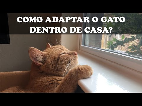 Vídeo: Como Levar Um Gato De Rua Para Casa