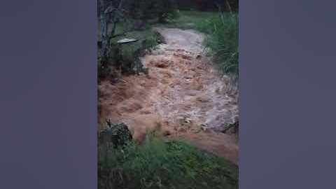 Mưa Lũ, Nước Ngập Tràn Vườn Sầu Riêng - Cây Gì Sống Nổi ( Nguồn: chủ Vườn) 