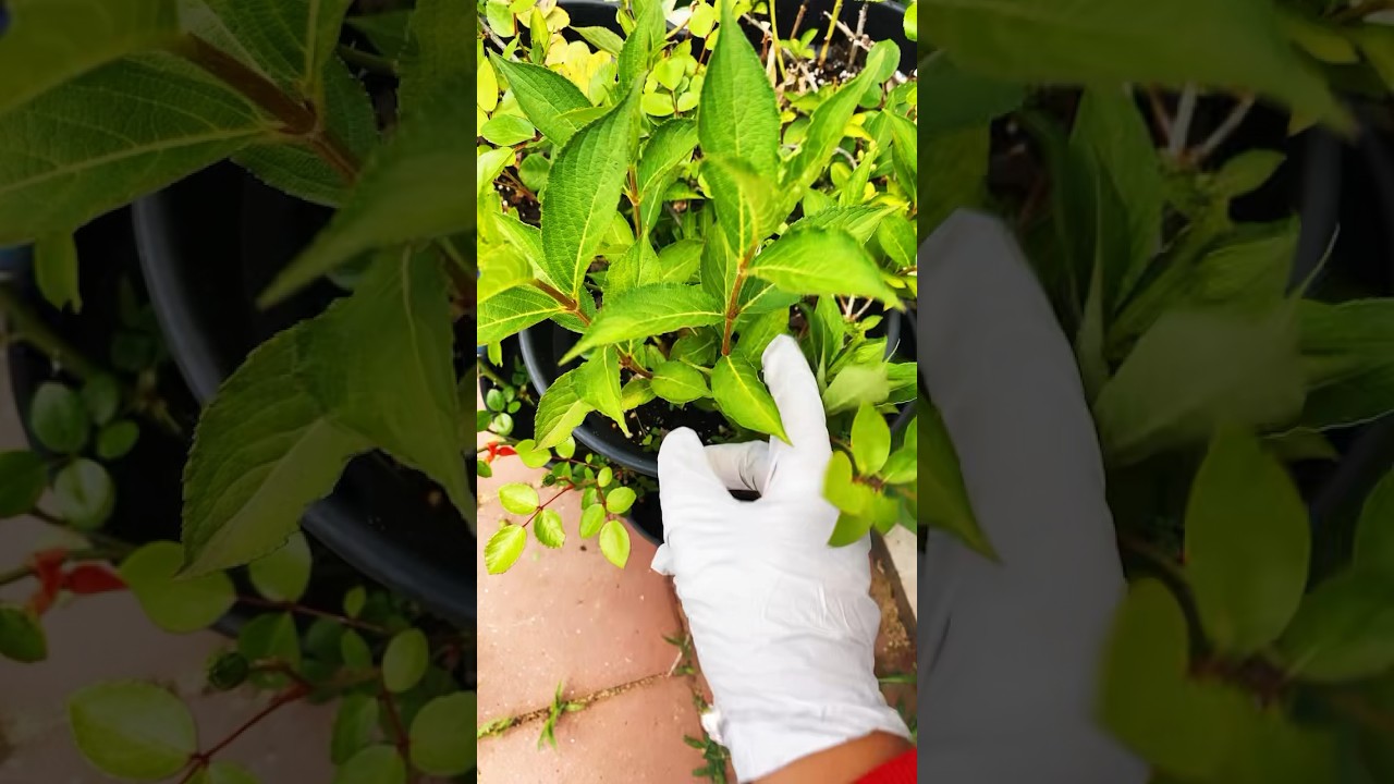 Размножение вейгелы, простой способ 