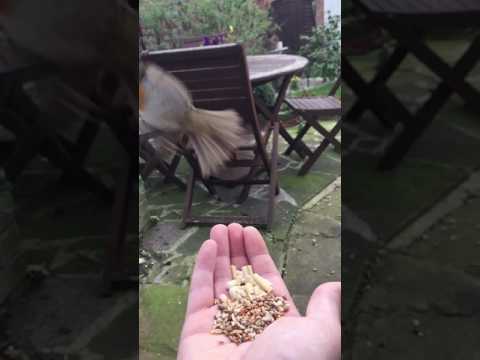 The bird whisperer