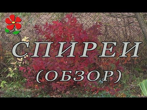 Спиреи. Разные и неожиданные!